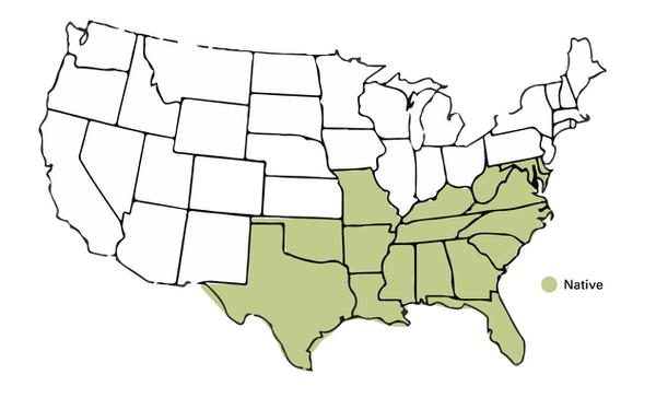 Figure 10: Diagram showing geographic range of muscadines.